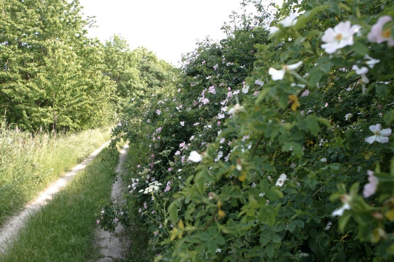 Appartamento Rech Hof Urlaub Auf Dem Bauernhof Schalkenbach Esterno foto