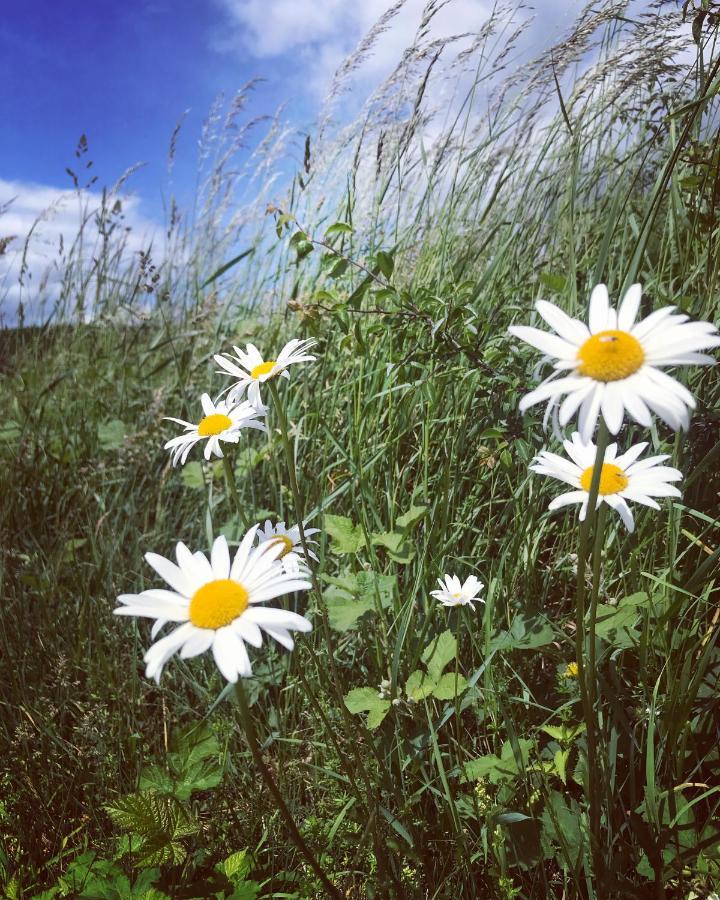 Appartamento Rech Hof Urlaub Auf Dem Bauernhof Schalkenbach Esterno foto